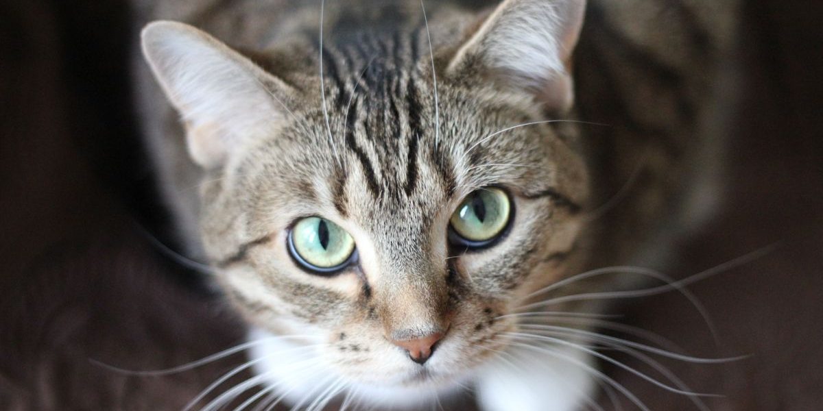 Fakten über Katzen